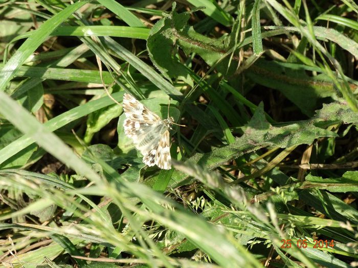 DSC03902 - Diverse insecte