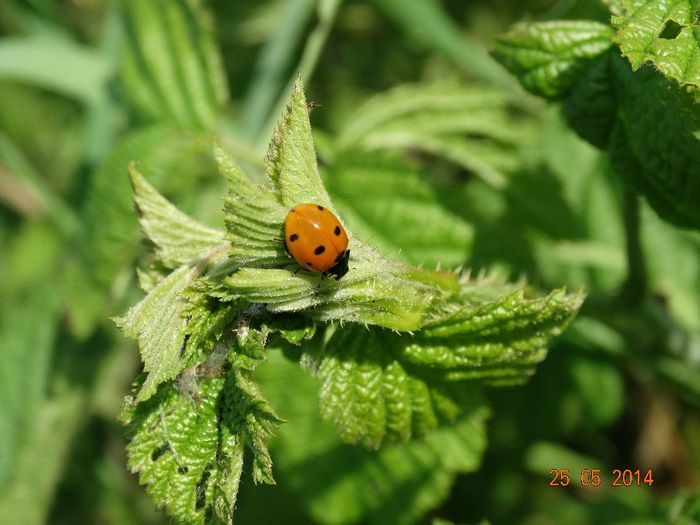 DSC03900 - Diverse insecte