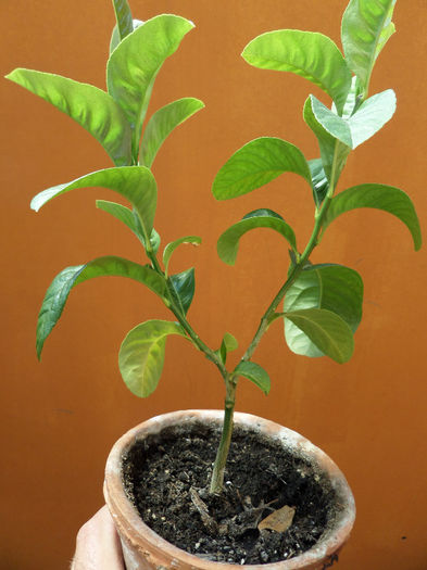 buddhas hand; butas buddhas hand
