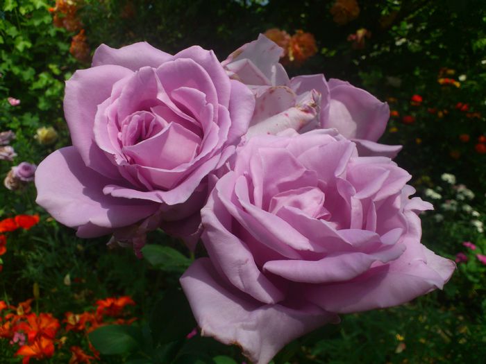 DSC_5801 - TRANDAFIRI 2014