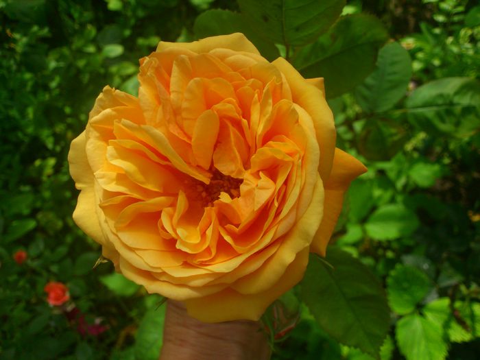 DSC_5800 - TRANDAFIRI 2014