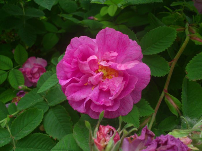 DSC_5797 - TRANDAFIRI 2014