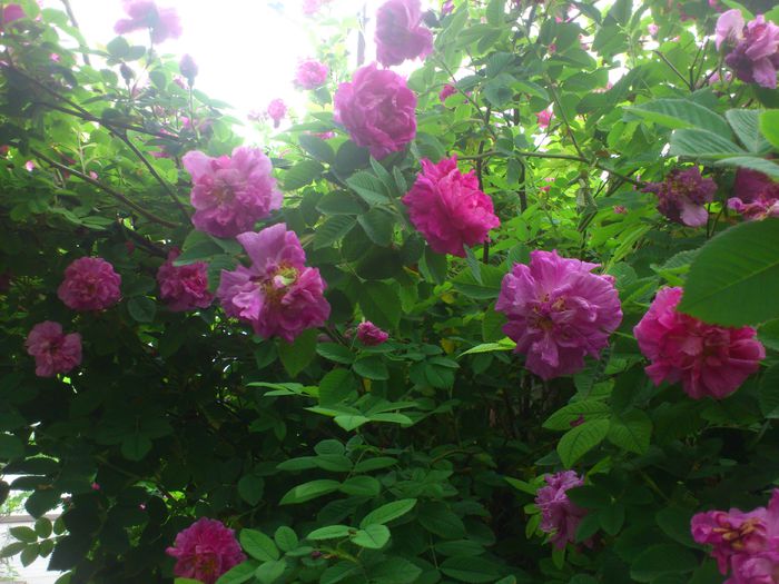 DSC_5796 - TRANDAFIRI 2014