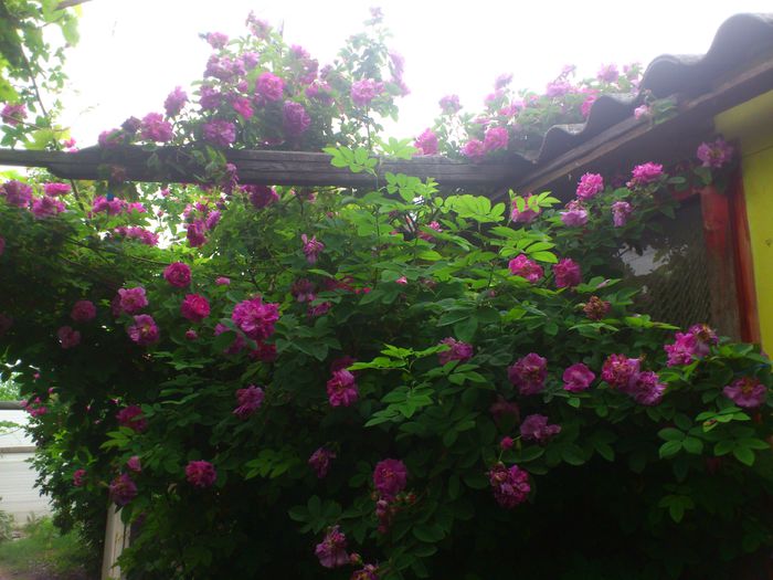 DSC_5795 - TRANDAFIRI 2014