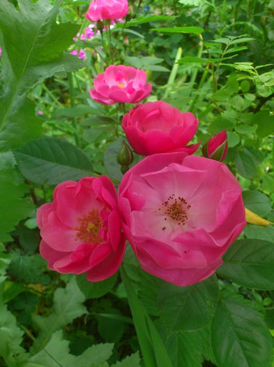 DSC_5794 - TRANDAFIRI 2014