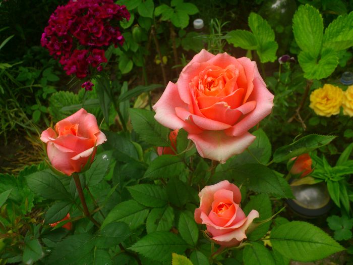 DSC_5790 - TRANDAFIRI 2014