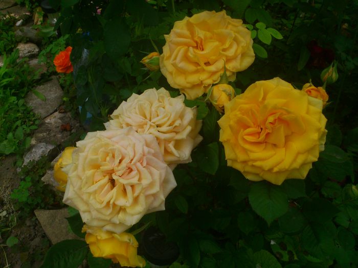 DSC_5788 - TRANDAFIRI 2014