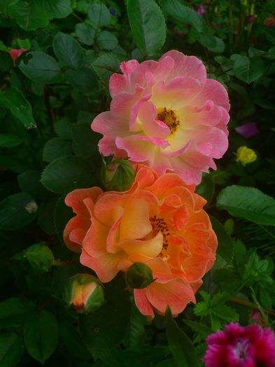 DSC_5787 - TRANDAFIRI 2014