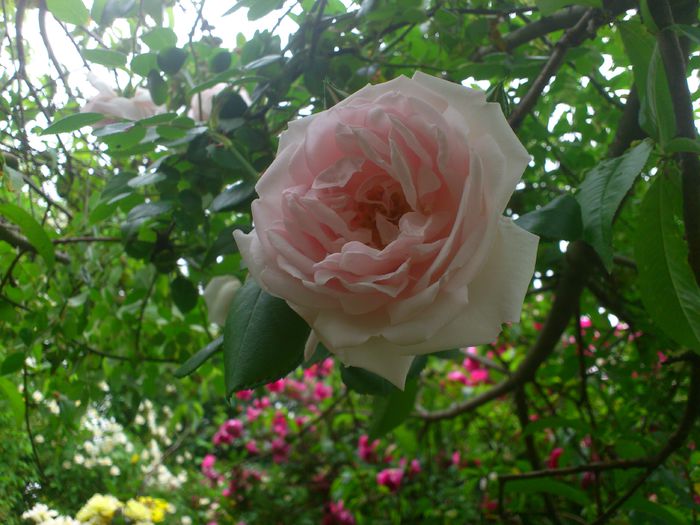 DSC_5784 - TRANDAFIRI 2014