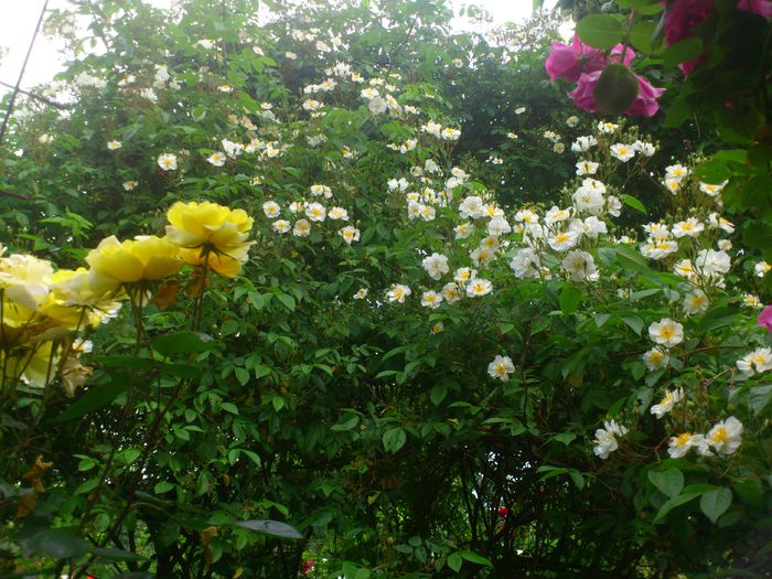 DSC_5783 - TRANDAFIRI 2014