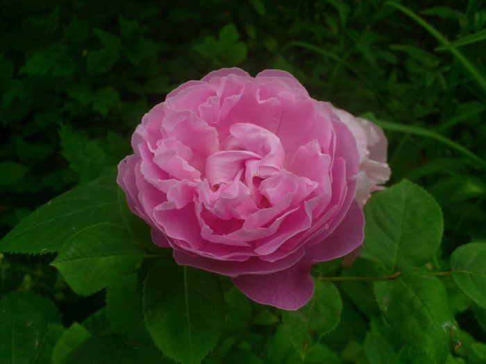 DSC_5781 - TRANDAFIRI 2014