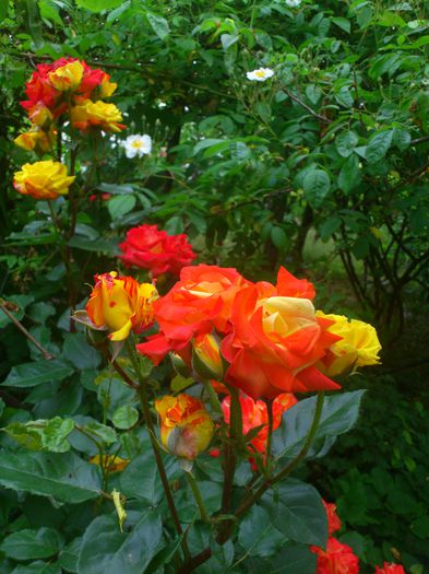 DSC_5780 - TRANDAFIRI 2014