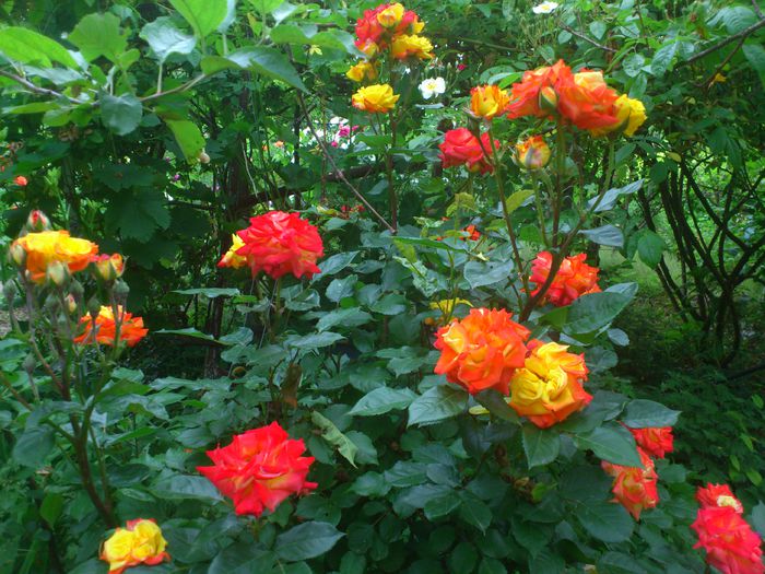 DSC_5779 - TRANDAFIRI 2014