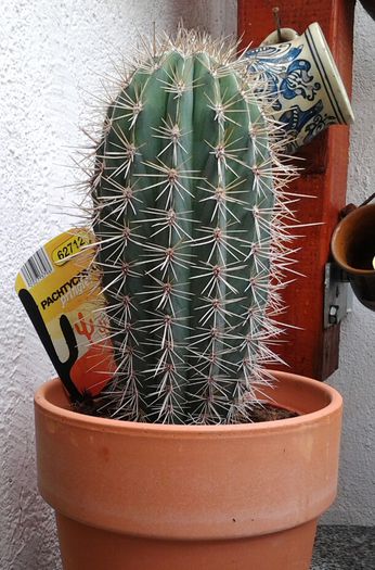 PACHYCEREUS