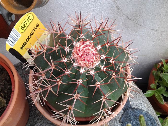 melocactus bahiensis