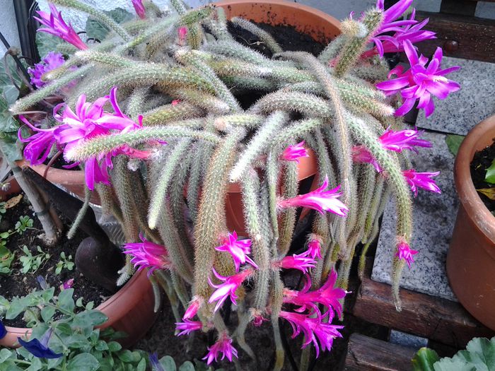disocactus flagelliformis