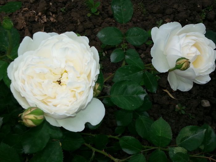 20140524_082601 - glamis castle