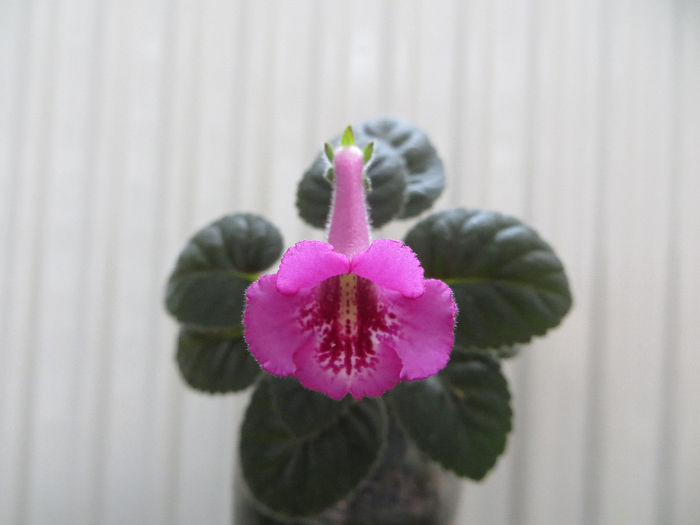 SRG s Pyou - mini sinningii 2014