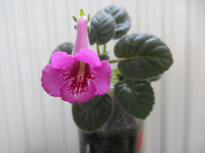  - mini sinningii 2014