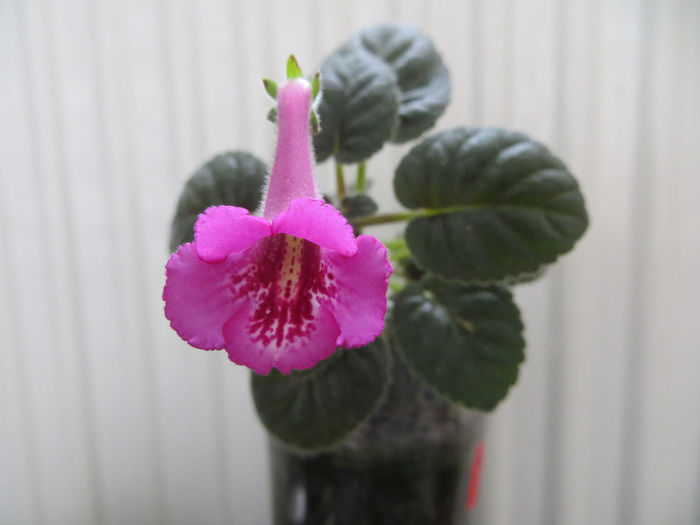  - mini sinningii 2014