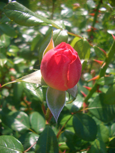 'Queen of Hearts ®' • KORliolow • Renmark's Rose; Floribunda. Bred by Tim Hermann Kordes (Germany, 2000).
