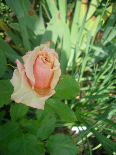 'Paul Ricard ®'• MEInivoz • Moondance• Spirit of Peace• Summer's Kiss™; Hybrid Tea.  Bred by Jacques Mouchotte (France, before 1993).
