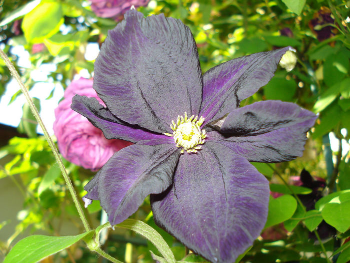 Romantika - Clematis 2014