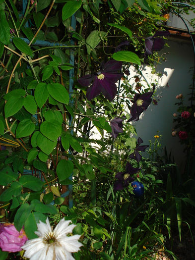 Romantika - Clematis 2014