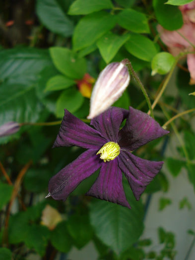 Etoile Violett - Clematis 2014
