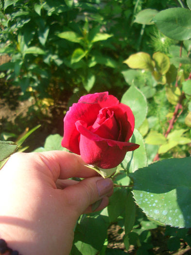 'Mister Lincoln'; Hybrid Tea.  Bred by Swim &amp; Weeks (United States, 1964).
