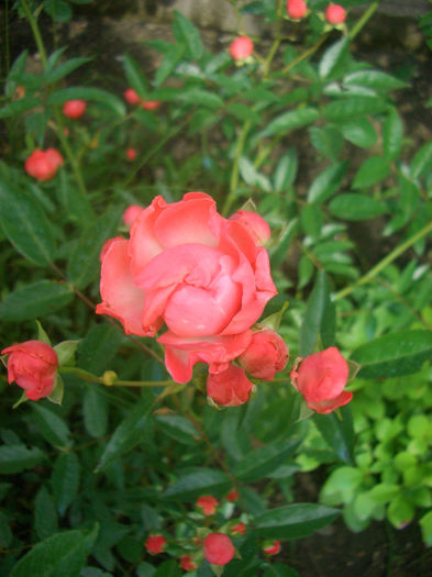 'Morsdag Oranje' • Muttertag Orange • Orange Morsdag • Orange Mothersday; Patio, Polyantha.  Discovered by F.J. Grootendorst (Netherlands, 1956).
