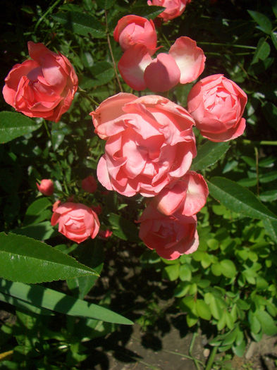 CIMG9539