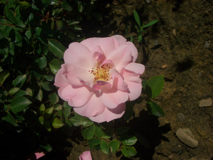 'Bonica ®' • Bonica '82 • Demon • MEIdomonac; Floribunda, Shrub.  Bred by Marie-Louise (Louisette) Meilland (France, 1981). Bred by Jacques Mouchotte (France, 1981).
