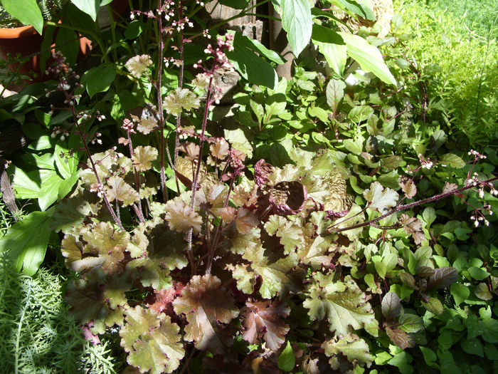 SDC16572 - curtea