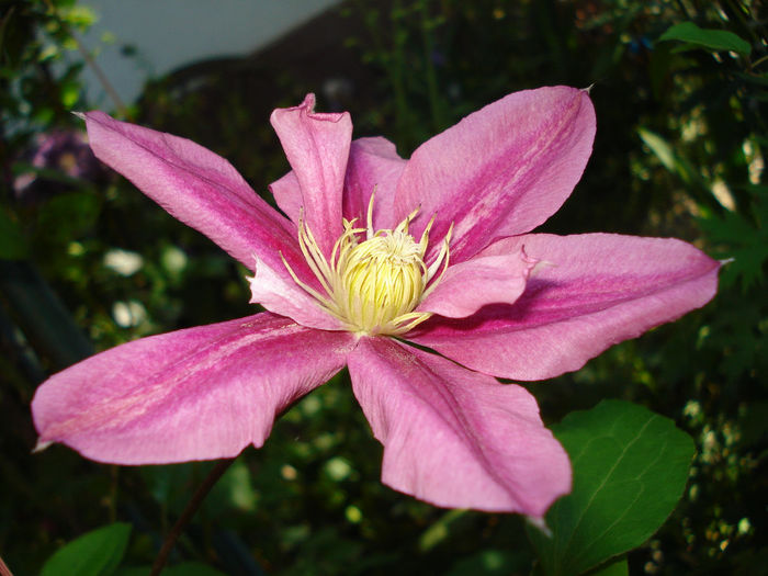 DSC00706 - Clematis 2014