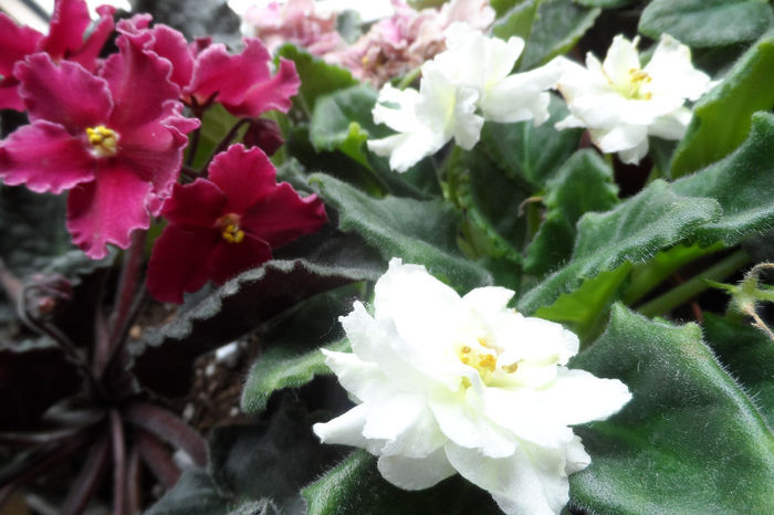 SAM_2496 - Violete africane