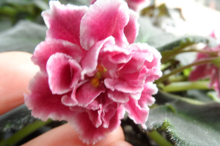 Rs Sun God - Violete africane