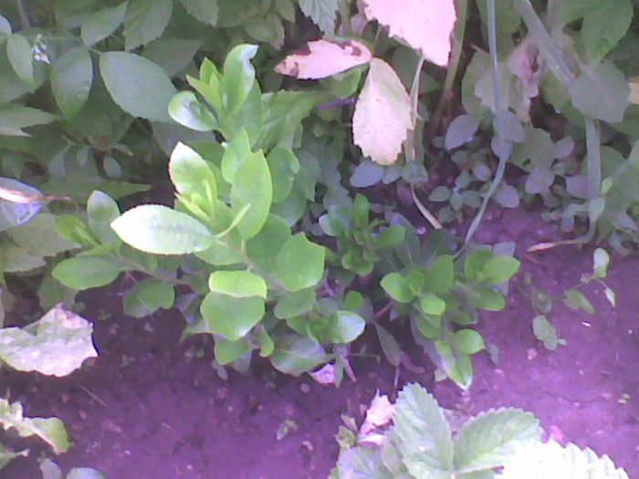 Imag2383 - Arbust de fragute  arbutus unedo
