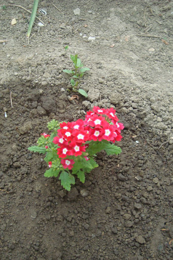 verbena - flori gradina