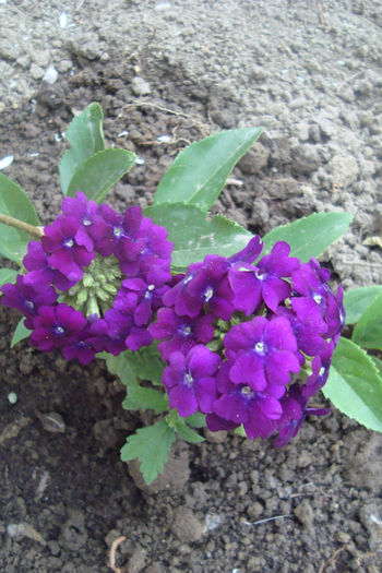 verbena - flori gradina