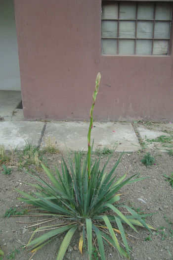 yucca la 10 ron