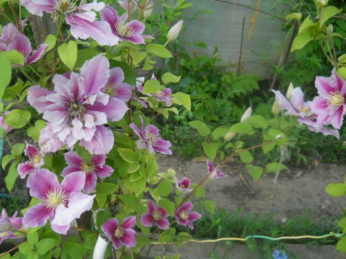 DSCN7890 - Clematite 2014