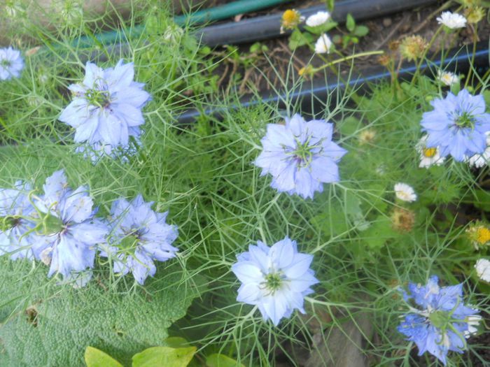 nigella