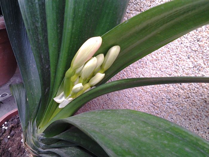 clivia -a 2-a inflorire/an