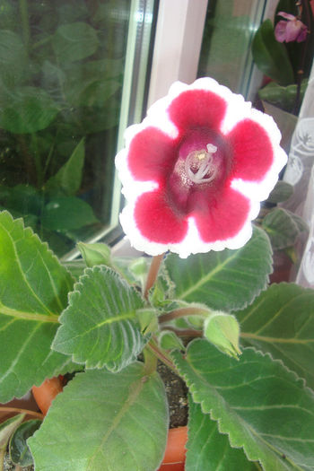 DSC06073 - gloxinia