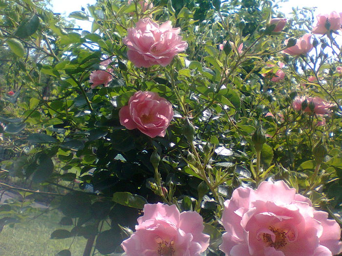 floare acoperitor - gradina 2014 trandafiri