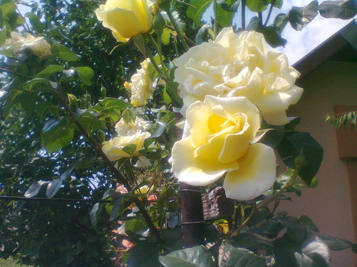 catarator galben - gradina 2014 trandafiri