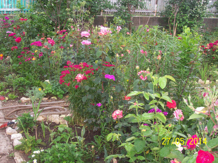 101_5632 - CEVA TRANDAFIRIIIIIIIII