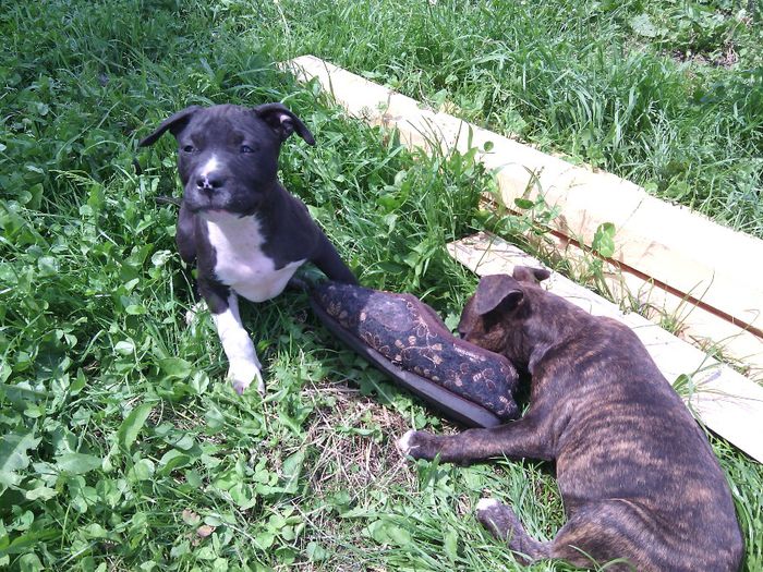 IMG_20140527_142237 - pui pitbull de vanzare