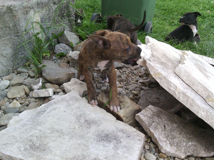IMG_20140527_143014 - pui pitbull de vanzare